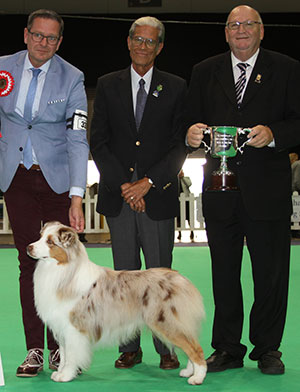 Mrs L Birgisdottir AKC Ch GB Kraftbrewd's Blossi At Heimsenda (Imp) with group judge Mr P Teixeira & Mr S Milner (Asst Secretary)