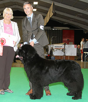 Ms S Baxter & Mr D Morris Ch Albanywater Sea Dancer at Davistell Sh CM with veteran group judge Mrs E Stannard