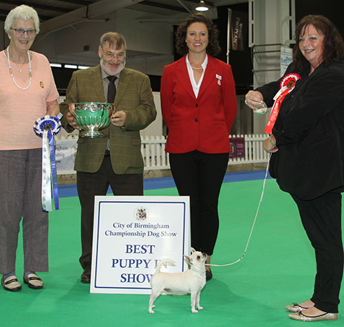 Mrs D FOTHERGILL Mrs D Diamonchi Mister Moon with BPIS judge Mr P Wilkinson, Mrs R Hall (Committee) & Erica (Royal Canin) 