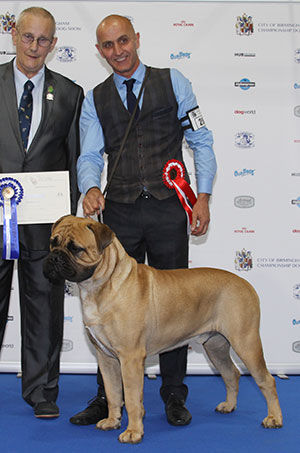 Mr P J Myers & Miss D Morgan Miss D Ch Optimus Daffyd JW with group judge Mr B Reynolds-Frost