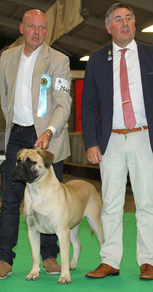 SLATER Mr G Endlessacres Morning Glory At Chalfs NAF TAF with junior group judge Mr J Horswell