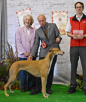 Mrs E Newsham Ch Europa Decuma Via Windspiel (Imp) with group judge Miss J Startup & Mr J Wolstenholme (Royal Canin)