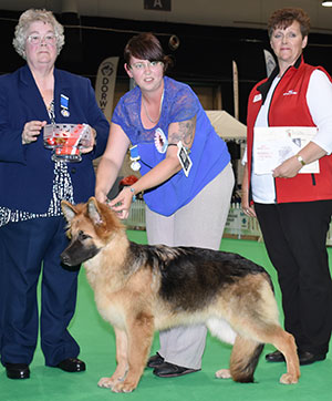 Mrs A & Mr P Cave Ballynabola Naya with puppy group judge Mrs M Deats & Mrs D Bassett (Royal Canin)