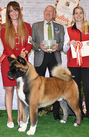 Ms C & Ms F Bevis, Mrs R Corr & Mr K Venezia Am Ch Stecal's Remember My Name with group judge Mr R Newhouse & Mrs L Duffy (Royal Canin)