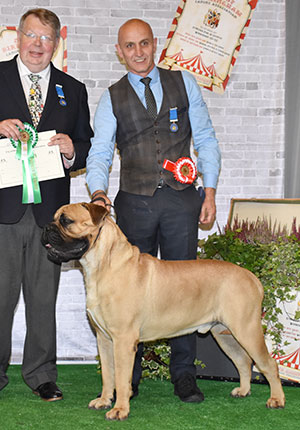 Mr P J Myers & Miss D Morgan Ch Optimus Daffyd JW with group judge Mr D Ericsson