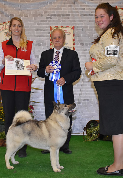 Mrs J E Cowper Ch Rothenborg Leaha with BVIS judge Mr S Hall & Mrs L Duffy (Royal Canin)