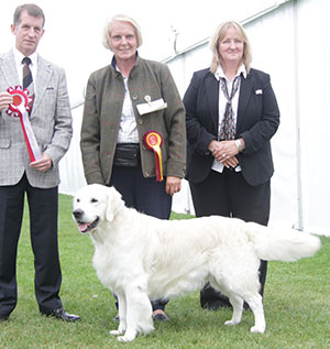 Ms S Stevens & Mr M Hadden Sh Ch Ir Ch Gunhills January Master JW Sh.CM with veteran judge Mr J Thirlwell & A Morton (Royal Canin) 