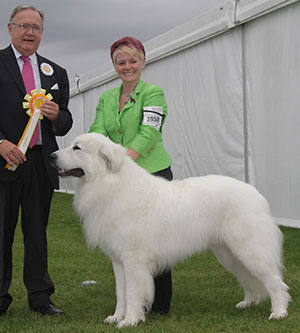 Mrs C Kenyon & Mr A J Ward Charibere Simply Special At Chezanna JW Sh.CM with group judge Mr W R Irving