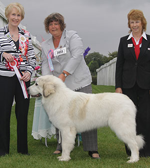 Miss L Holmes Lisjovia Slick As A Whistle with puppy group judge Mrs A E Macdonald 