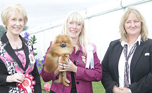 Mrs A Cawthera-Purdy Lireva's I'm Mini The Mouse with puppy group judge Mrs A E Macdonald & A Morton (Royal Canin)