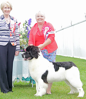 Mrs J D & Mr M C J Groves Bridgestone Grip It N'rip It with puppy group judge Mrs A E Macdonald 