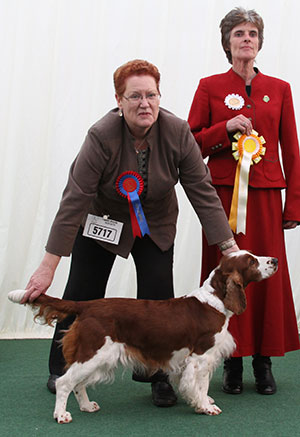 Mr A Morgan & Mr D Schofield Sh Ch Ferndel Butterkist Cwsscwn JW with group judge Miss R A Johnson