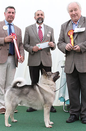 Messrs C & B Middleton Ch Ithim Agus Suim Sh CM with veteran group judge Mr J Horswell & Mr A Bongiovanni (Royal Canin)