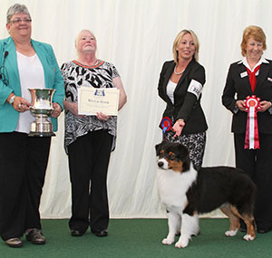 Miss M Spavin Multi Ch Hearthside Man Of Mystery At Dialynne (Imp) with group judge Mrs S Hewart-Chambers, Miss S Berry (Committee) & B Banyard (R C) 