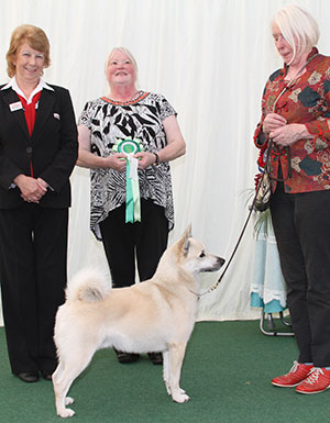 Mr & Mrs A & S Dobson, Mrs S Cale & Mrs Evans Ch Arnscroft Di To Be A Sailor Ir J Ch with group judge Mrs S Hewart-Chambers & B Banyard (Royal Canin)