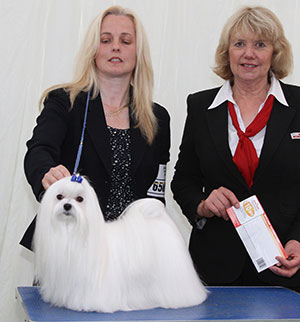 Miss S Jackson & Mrs A Wylie Ch Benatone Designer Label with M Masterman (Royal Canin)