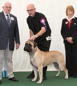 Ms R Oma & Mr W Warren Ch & Aust Ch Costag Mompessons Home Bru with group judge Dr R James & B Banyard (Royal Canin)
