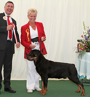 Mrs I Nicol Ch Jacraila Mr Incredible with veteran group judge Mr J Horswell