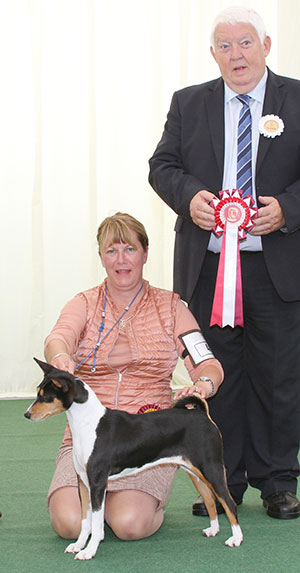 Mesdames D Hardy, P Hallam, S Kite & Gillespie Ch Am Ch Klassics Million Dollar Baby at Tokaji with veteran group judge Mr M Armstrong