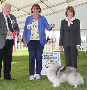 Mrs J Miles Ch Milesend Milkshake with veteran group judge Mr M Armstrong