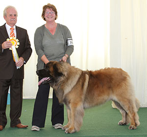 Mrs M Moore Ir Ch Leokings Lionheart CJW14 Jun Ch with group judge Mr S W HallL