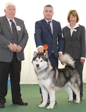 Mrs R & Mr A Robb Multi Ch Under Icewolf's Star Inditarod (Imp) JW with veteran group judge Mr M Armstrong