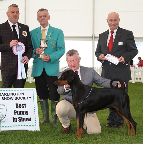 Mr W Henderson Irresistible Tuwos Dobgrace (Imp) with BPIS judge Mr L A S Cox, Mr E M Paterson (Treasurer) & Mr P Galvin (Royal Canin) 