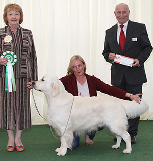 Mrs J D & Mr P Broadhead Monchique Pure Imagination JW with group judge Mrs S Bunting & Mr P Galvin (Royal Canin)