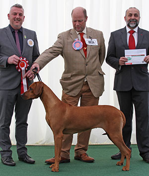 Mr & Mrs D Bates Gunthwaite's Tickled Pink with puppy group judge Mr L A S Cox & Mr A Bongiovanni (Royal Canin)