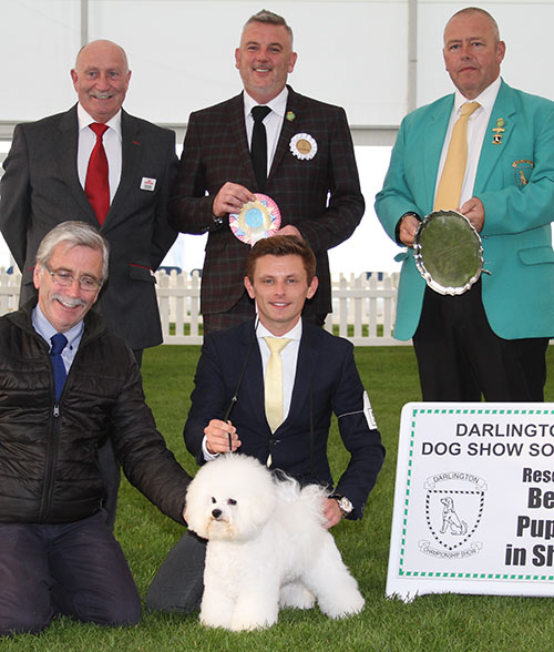 Mr M Coad Regina Bichon Zoom To The Moon at Pamplona (Imp) with BPIS judge Mr L A S Cox, Mr M Walshaw (Committee) & Mr P Galvin (Royal Canin) 