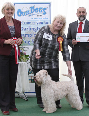 Mrs C A Tilley Starzak Solid Gold Ez Action JW Sh CM with veteran group judge Mrs E P Hollings & Mr A Bongiovanni (Royal Canin)