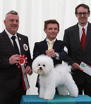 Mr M Coad Regina Bichon Zoom To The Moon at Pamplona (Imp) with puppy group judge Mr L A S Cox & Mr J Wolstenholme (Royal Canin)