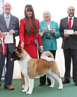 Ms C Bevis, Ms F Bevis & Mrs R Corr Ch Stecal's Love At First Sight JW with group judge Mr A Wight, Mrs L McBeth (Chief Steward) & Mr A Bongiovanni 