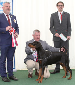 Mr W Henderson Irresistible Tuwos Dobgrace (Imp) with puppy group judge Mr L A S Cox & Mr J Wolstenholme (Royal Canin) 