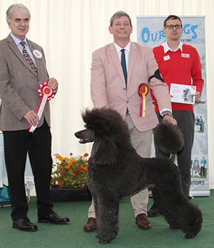 Mrs C Furey Ch Somanic Style By Design At Clanese with veteran judge Mr G Dymock & Mr J Wolstenholme (Royal Canin) 