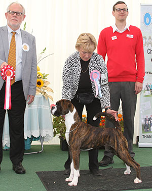 Mrs S Huckerby & Mr G Dowell Norwilbeck Bellchime By Chance with puupy judge Mr S Parsons & Mr J Wolstenholme (Royal Canin)