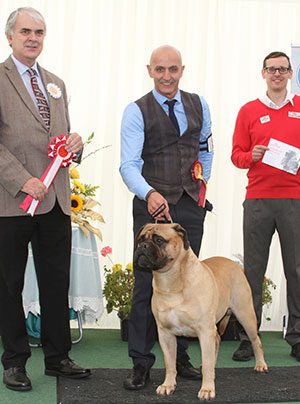 Mr P J Myres & Miss D Morgan Ch Old Manila's Whisky Mac For Optimus JW with veteran group judge Mr G Dymock & Mr J Wolstenholme (Royal Canin) 