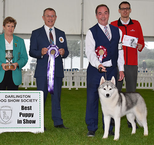 Mr & Mrs H & B A Morris Cwnhapus Innoko with BPIS judge Mr F Whyte, Ms G Marley (Committee) & Mr J Wolstenholme (Royal Canin) 