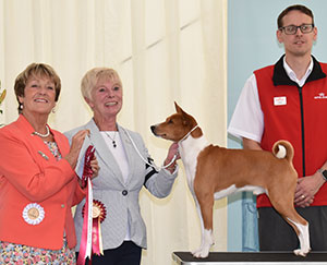 Mrs E Grayson Ch & Int Ch Tokaji American Gigolo at Embeau JW Sh with veteran group judge Mrs J A Ward & Mr J Wolstenholme (Royal Canin)