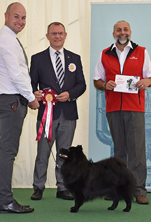 Mr G Pearce, Mr D Francis & Mrs D Roberts Longsdale's Rebel Rouser At Cwrtafon with puppy group judge Mr F Whyte & Mr A Bongiovanni (Royal Canin)