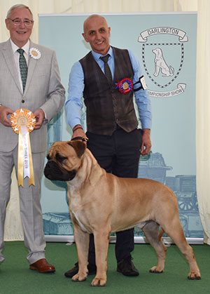 Mr P J Myers & Miss D Morgan Ch Optimus Daffyd JW with group judge Mr G Hill