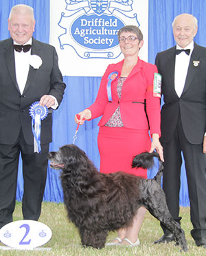 Mrs R Reddin & Mrs R Bussell Ch Rarjo For Your Eyes Only with group judge Mr R A W Searle & Mr K Pursglove (Chairman)