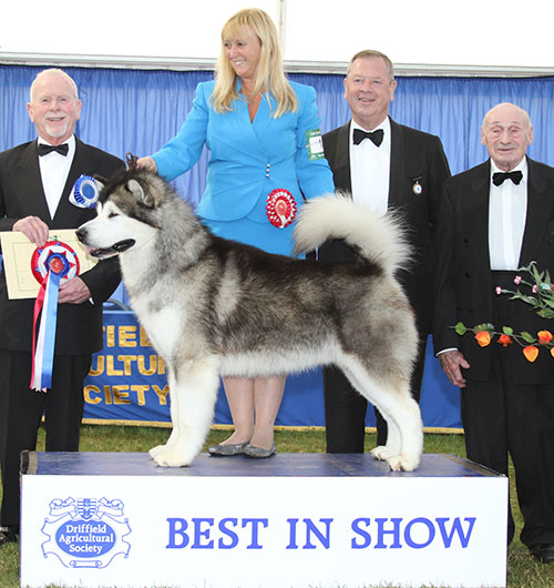 Ms S Ellis Ch Chayo My Prerogative with BIS judge Mr J Bispham, Mr M C Freeman (Secretary) & Lord Kirkham C.V.O (President) 