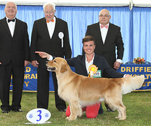 Mr S Carboni It Int Ch Il Trovatore Della Val D'aveto Jun Ch with group judge Mr J N Newton, Mr E Lockett (Treasurer) & Mr C Woodward (Committee)