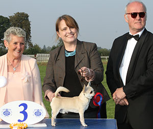 Miss A Davies & Mrs J Day Ch Sundowner Play Misty For Me At Dachidas with group judge Mrs R Parry & Mr M Lancashire (Show Manager)