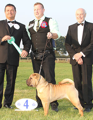 Mr & Mrs A D & H K Morris Ashowai Taste Of Diamonds JW Sh.CM with group judge Mr P Harding & Mr K Pursglove (Chairman) 