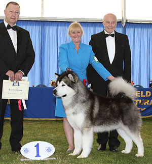 Ms S Ellis Ch Chayo My Prerogative with group judge Mr K Young & Mr K Pursglove (Chairman)