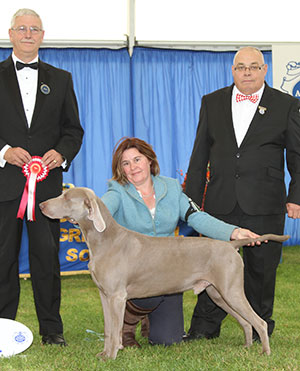 Mrs K A Whitehead Sh Ch Gunalt De Ice At Stridview with group judge Mr T Graham & Mr C Woodward (Committee) 