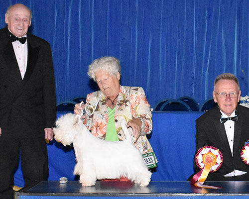 Mrs S Fryer Multi Ch Hopecharm Prince Harry (Imp) with BVIS judge Mr R Oldham & Mr M Freeman (Secretary) 