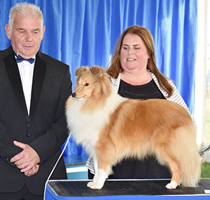Mrs A A Stafford Rannerdale Showmaster with puppy group judge Mr R Kinsey